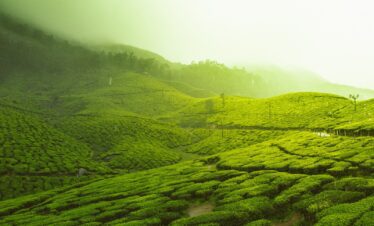 Kochi – Munnar – Kochi
