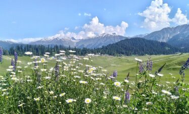 Kashmir Trails (Srinagar + Gulmarg + Pahalgam)