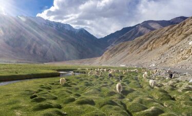 Amazing Ladakh (Leh + Sham Valley + Nubra Valley + Pangong Lake + Hanle + Tsomoriri Lake)
