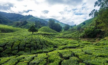 Malaysia Escape (2N Cameron Highlands + 3N Kuala Lumpur)